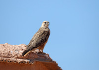 Long-legged Buzzard