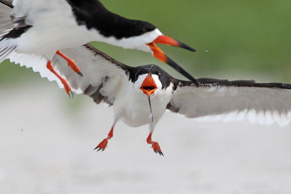 Black Skimmer