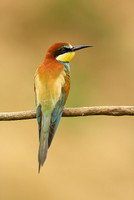 European Bee-eater