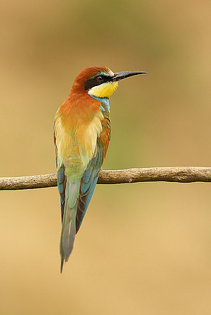 European Bee-eater