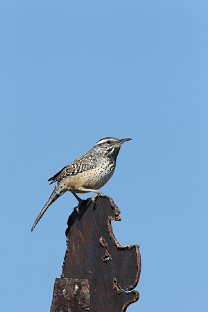 Cactus Wren