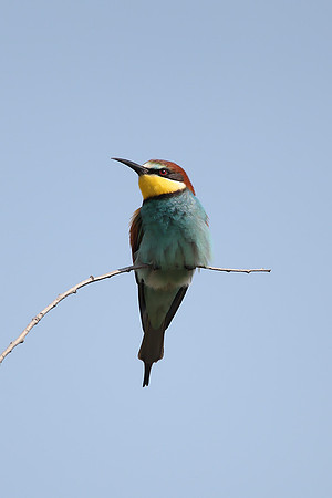 European Bee-eater