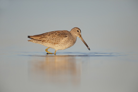 Short-billed Dowitcher