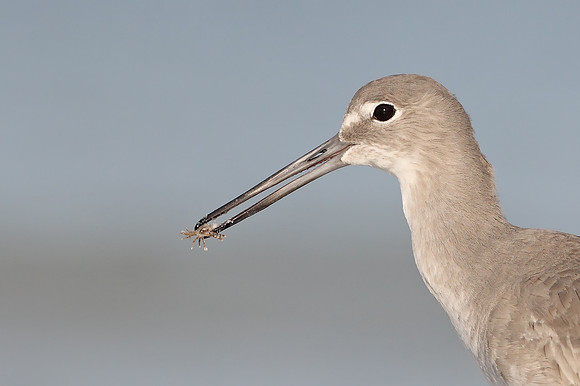 Willet