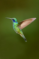 Lesser Violetear