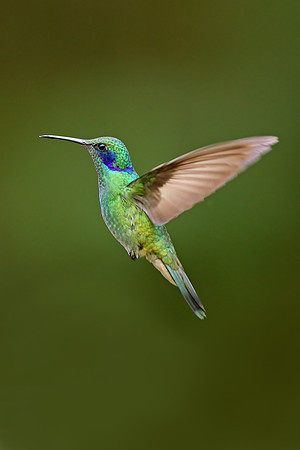 Lesser Violetear