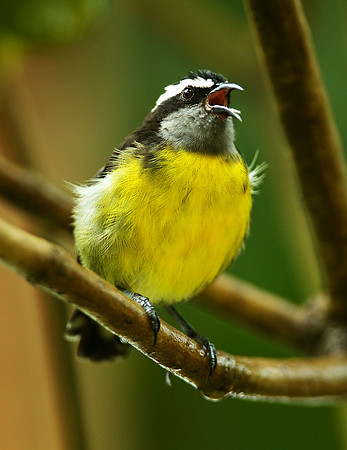 Bananaquit