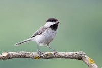 Sombre Tit