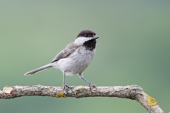 Sombre Tit