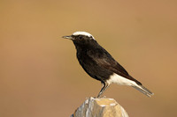 White-crowned Black Wheatear