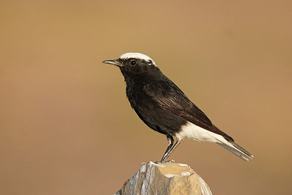 White-crowned Black Wheatear