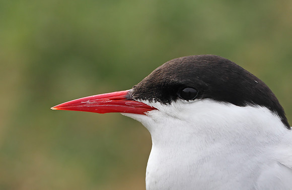 Arctic Tern