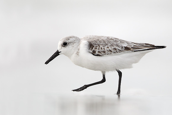 Sanderling