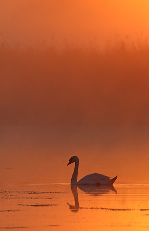 Mute Swan
