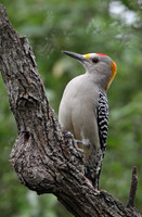 Golden-fronted Woodpecker
