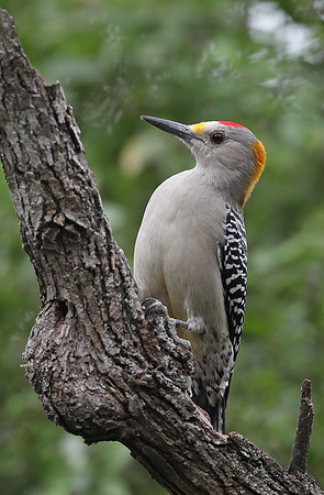Golden-fronted Woodpecker