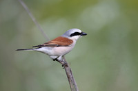 Red-backed Shrike