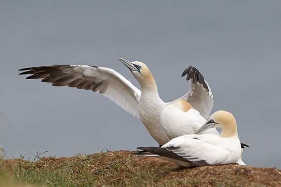 Gannet