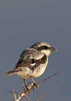 Southern Grey Shrike