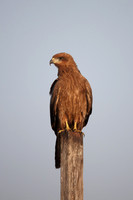 Hawks and Eagles