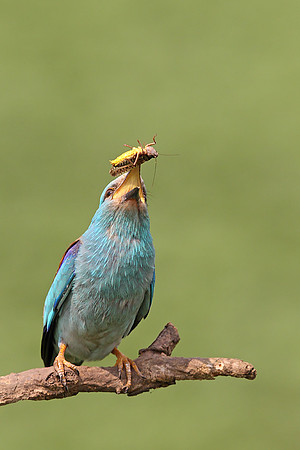 Roller