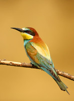 Bee-eaters and Rollers
