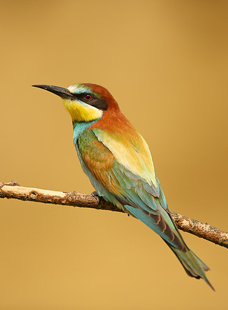 European Bee-eater