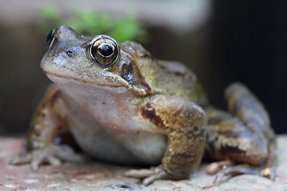 Common Frog
