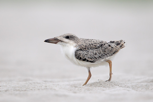 Black Skimmer