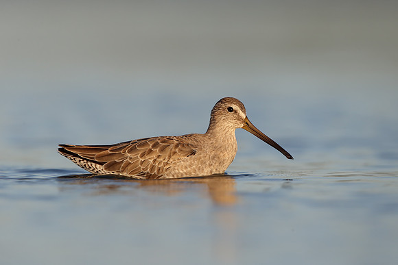 Short-billed Dowitcher