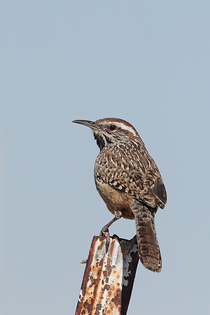 Cactus Wren