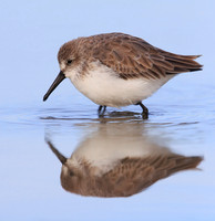 Western Sandpiper