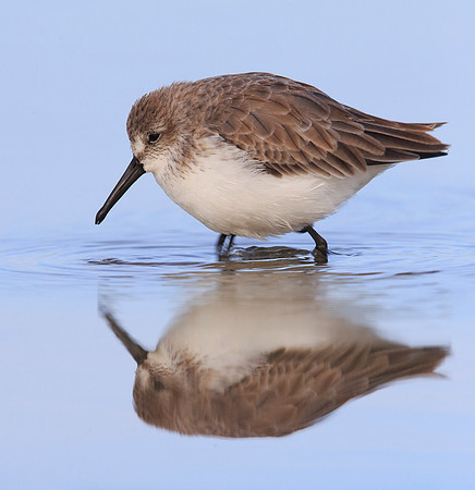 Western Sandpiper