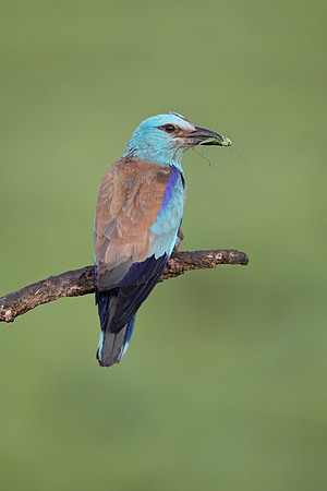 Roller
