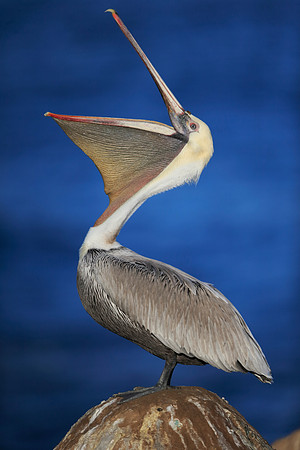 Brown Pelican