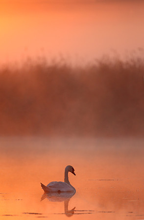 Mute Swan