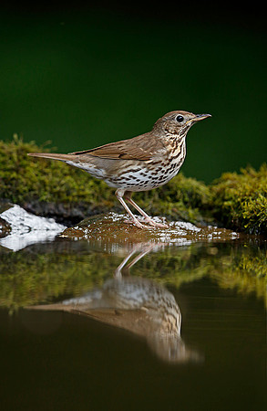 Song Thrush