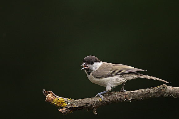 Marsh Tit