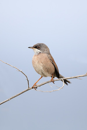 Spectacled Warbler