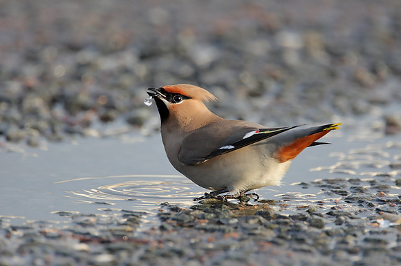 Waxwing