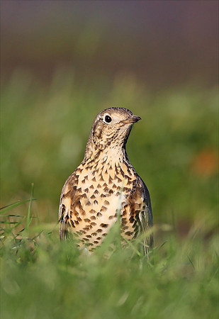 Mistle Thrush