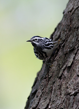 Black-and-white Warbler