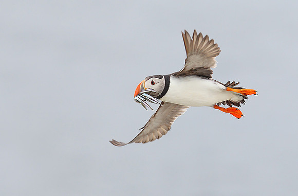 Puffin