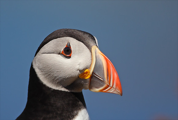 Puffin