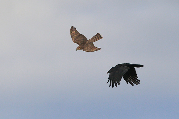 Sparrowhawk