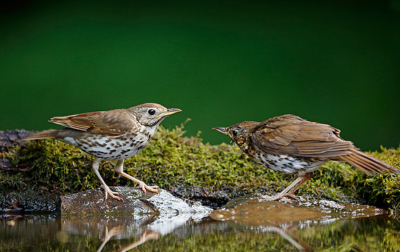 Song Thrush