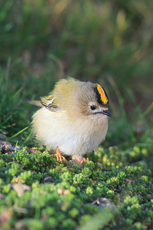 Goldcrest