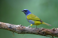 Blue-capped Tanager
