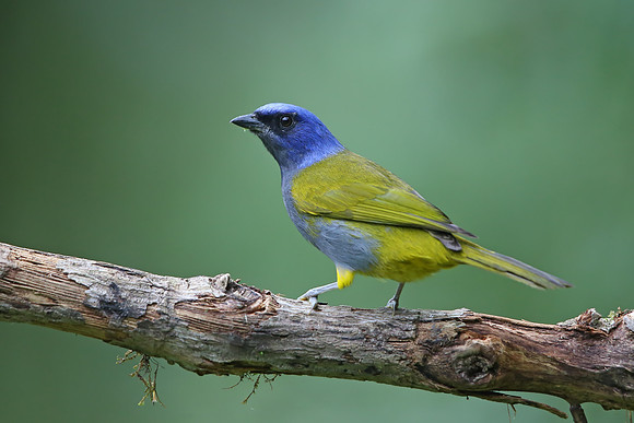 Blue-capped Tanager