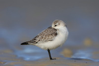 Sanderling